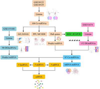 Bioinformatics Analysis of the Mechanisms of Diabetic Nephropathy via Novel Biomarkers and Competing Endogenous RNA Network